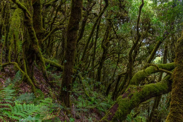 Laurisilva Deštný Prales Národním Parku Garajonay Gomera Kanárské Ostrovy Španělsko — Stock fotografie