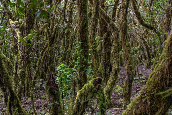 Тропічний Ліс Лаурісілва Національному Парку Гарайоне Острові Гомера Канарські Острови — стокове фото