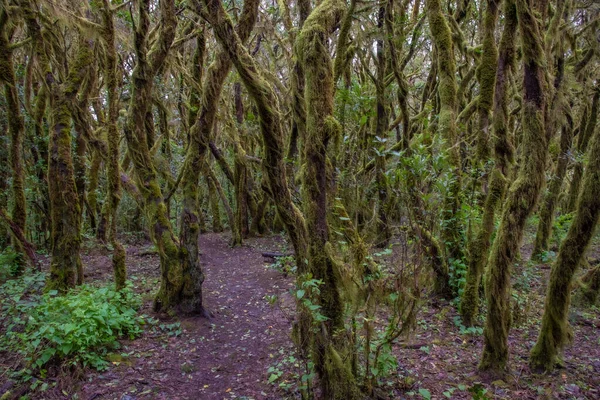 Δάσος Laurisilva Στο Εθνικό Πάρκο Garajonay Στο Gomera Κανάριοι Νήσοι — Φωτογραφία Αρχείου