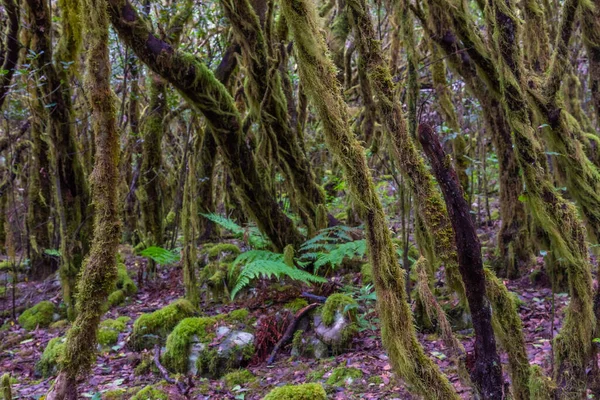 Δάσος Laurisilva Στο Εθνικό Πάρκο Garajonay Στο Gomera Κανάριοι Νήσοι — Φωτογραφία Αρχείου