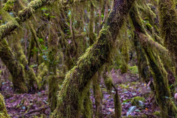 Laurisilva Yağmur Ormanları Gomera Daki Garajonay Ulusal Parkı Kanarya Adaları — Stok fotoğraf