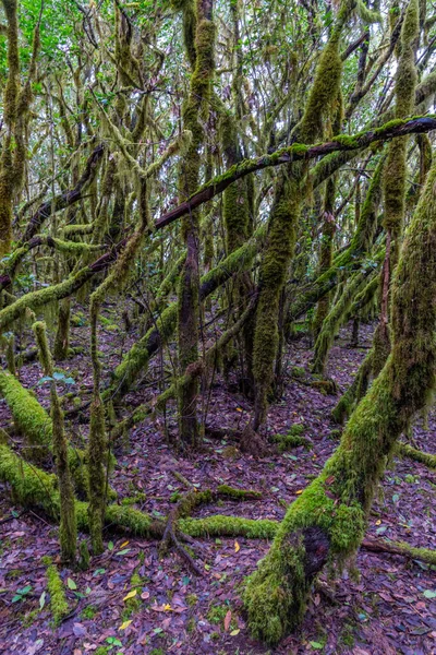 Лаурисильва Тропический Лес Национальном Парке Гарахонай Гомера Канарские Острова Испания — стоковое фото