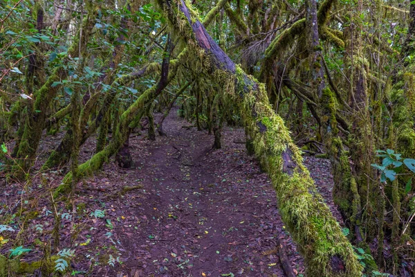 Laurisilva Yağmur Ormanları Gomera Daki Garajonay Ulusal Parkı Kanarya Adaları — Stok fotoğraf
