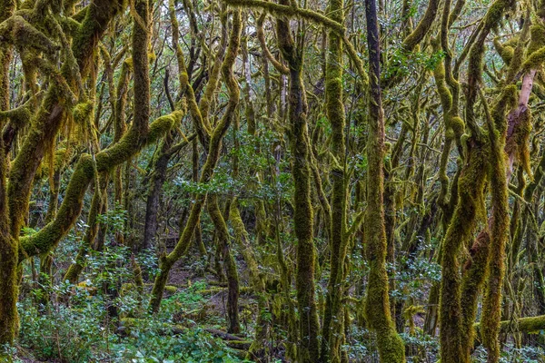 Laurisilva Rainforest Garajonay National Park Gomera Canary Islands Spain — Stock Photo, Image
