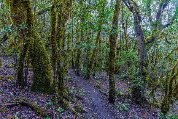 Δάσος Laurisilva Στο Εθνικό Πάρκο Garajonay Στο Gomera Κανάριοι Νήσοι — Φωτογραφία Αρχείου