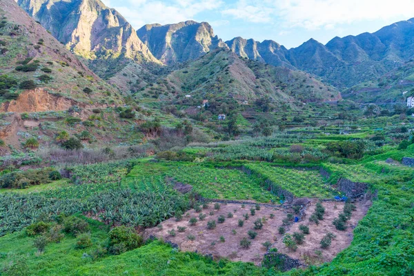 Μπανάνες Στο Vallehermoso Gomera Κανάριοι Νήσοι Ισπανία — Φωτογραφία Αρχείου