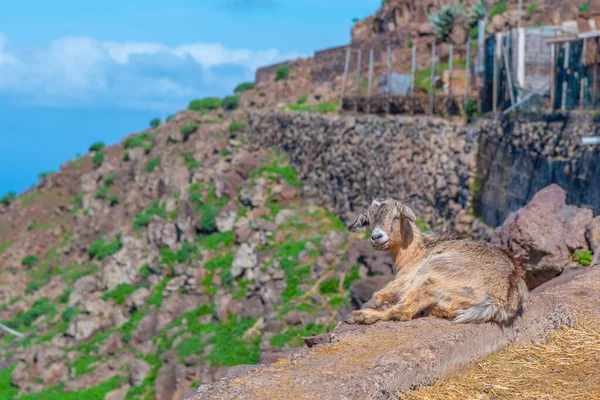 Goat Gomera Canary Islands Spain Stock Photo