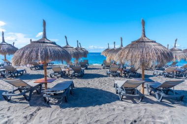Playa de Fanabe 'deki şempanzeler Tenerife, Kanarya Adaları, İspanya.