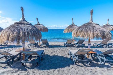 Playa de Fanabe 'deki şempanzeler Tenerife, Kanarya Adaları, İspanya.