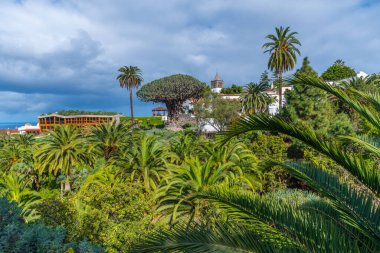 1000 yaşındaki Drago ağacı ve Icod de los Vinos, Tenerife, İspanya 'daki eski kasaba Belediye Başkanı de San Marcos Kilisesi..