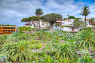 1000 yaşındaki Drago ağacı ve Icod de los Vinos, Tenerife, İspanya 'daki eski kasaba Belediye Başkanı de San Marcos Kilisesi..