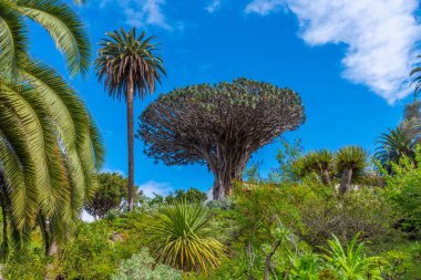 1000 yıllık Drago ağacı Icod de los Vinos, Tenerife, Kanarya Adaları, İspanya.