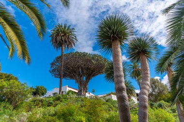 1000 yıllık Drago ağacı Icod de los Vinos, Tenerife, Kanarya Adaları, İspanya.