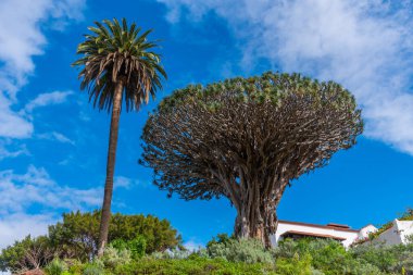 1000 yıllık Drago ağacı Icod de los Vinos, Tenerife, Kanarya Adaları, İspanya.