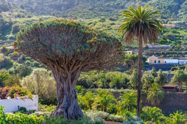 1000 yıllık Drago ağacı Icod de los Vinos, Tenerife, Kanarya Adaları, İspanya.