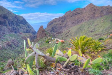Masca Vadisi 'nin Tenerife, Kanarya Adaları, İspanya.