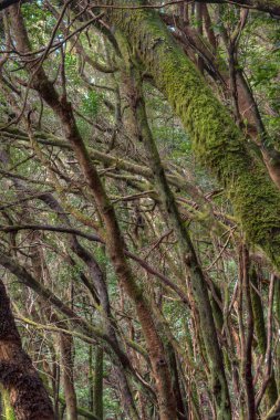 Anaga dağları boyunca uzanan doğal patika Tenerife, Kanarya Adaları, İspanya.