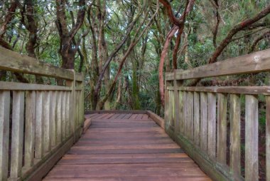 Anaga dağları boyunca uzanan doğal patika Tenerife, Kanarya Adaları, İspanya.
