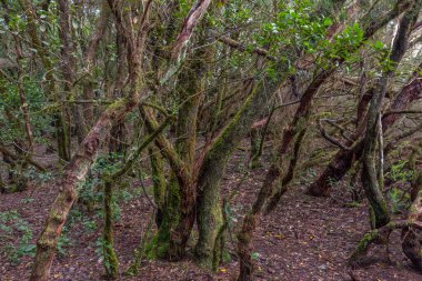 Anaga dağları boyunca uzanan doğal patika Tenerife, Kanarya Adaları, İspanya.