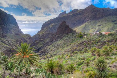 Masca köyü Tenerife, Kanarya Adaları, İspanya 'da pitoresk bir vadide yer almaktadır..