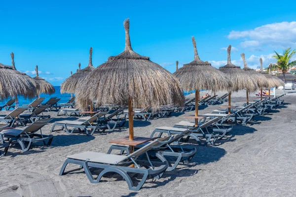 Playa de Fanabe 'deki şempanzeler Tenerife, Kanarya Adaları, İspanya.