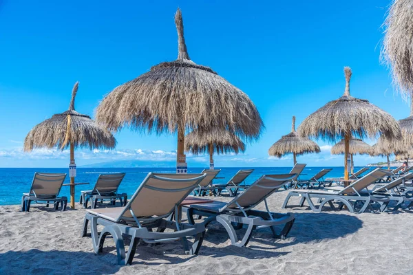 Playa de Fanabe 'deki şempanzeler Tenerife, Kanarya Adaları, İspanya.