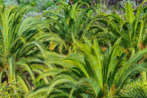 Detail Palm Canopy Icod Los Vinos — Stock Photo, Image
