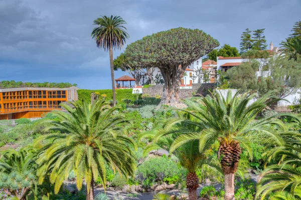 1000 Yaşındaki Drago Ağacı Icod Los Vinos Tenerife Spanya Daki — Stok fotoğraf