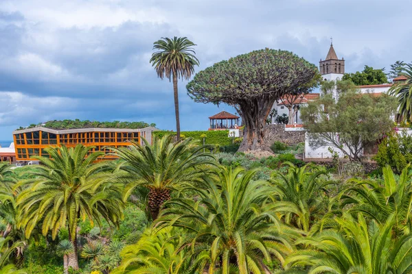 1000 Yaşındaki Drago Ağacı Icod Los Vinos Tenerife Spanya Daki — Stok fotoğraf