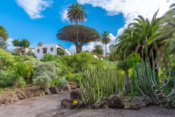 Kaktusträdgård Icod Los Vinos Teneriffa Kanarieöarna Spanien — Stockfoto