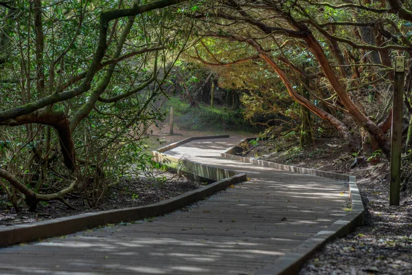 Anaga dağları boyunca uzanan doğal patika Tenerife, Kanarya Adaları, İspanya.