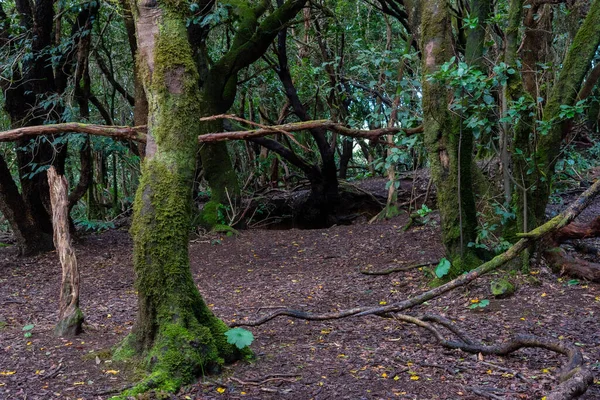 Anaga dağları boyunca uzanan doğal patika Tenerife, Kanarya Adaları, İspanya.