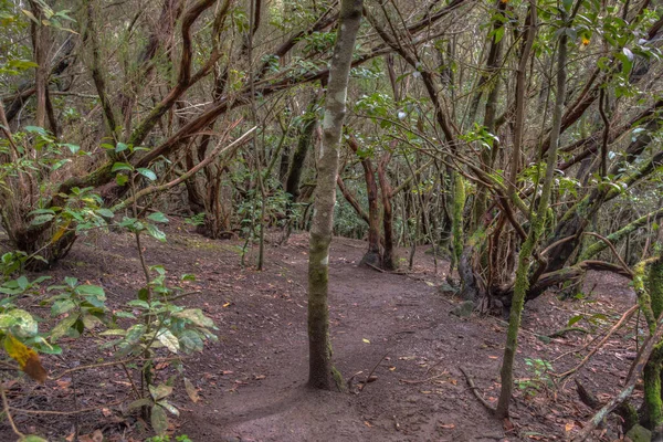 Anaga dağları boyunca uzanan doğal patika Tenerife, Kanarya Adaları, İspanya.