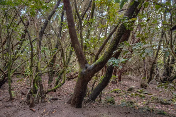 Anaga dağları boyunca uzanan doğal patika Tenerife, Kanarya Adaları, İspanya.