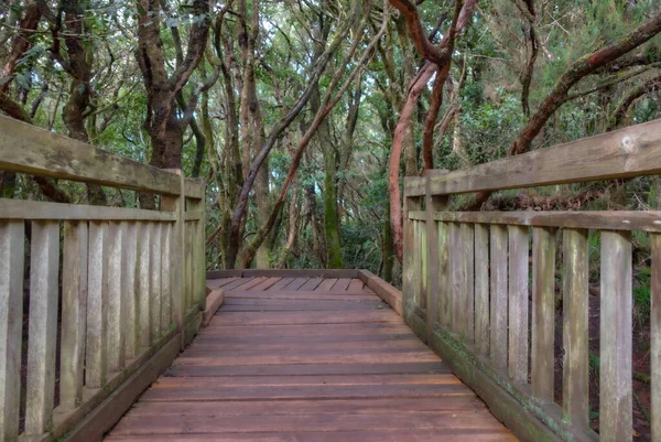 Anaga dağları boyunca uzanan doğal patika Tenerife, Kanarya Adaları, İspanya.