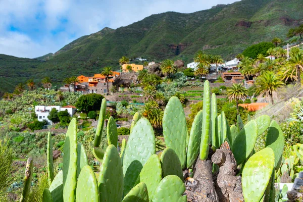 Masca köyü Tenerife, Kanarya Adaları, İspanya 'da pitoresk bir vadide yer almaktadır..