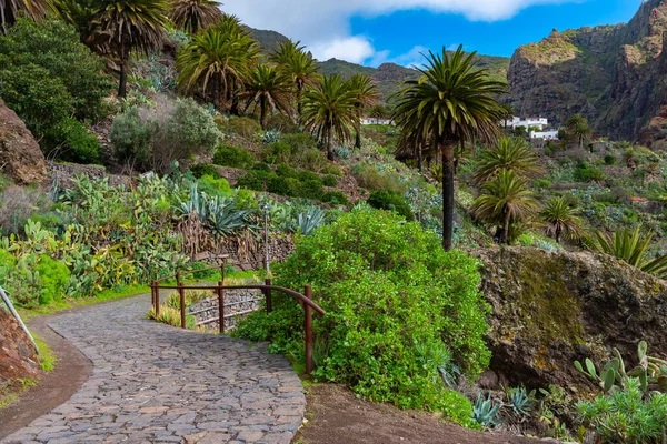 Masca köyü Tenerife, Kanarya Adaları, İspanya 'da pitoresk bir vadide yer almaktadır..