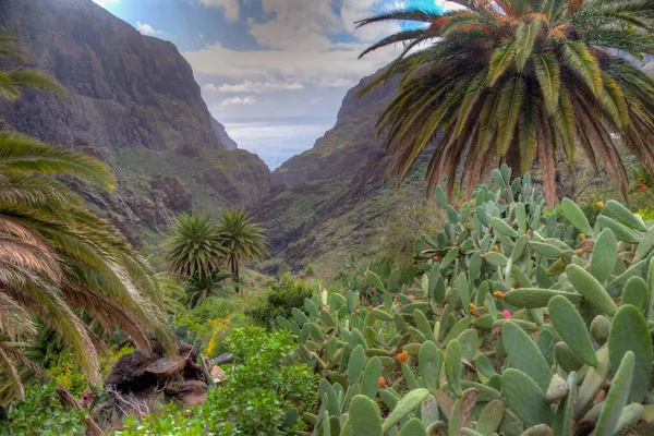 Paisaje Del Valle Masca Tenerife Islas Canarias España —  Fotos de Stock