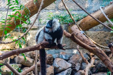 İspanya 'daki Tenerife, Kanarya Adaları' ndaki bir hayvanat bahçesinde siyah ve beyaz yakutlu lemur..