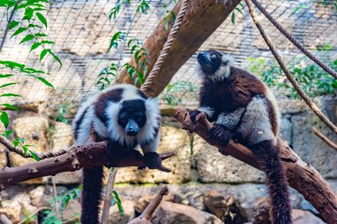 İspanya 'daki Tenerife, Kanarya Adaları' ndaki bir hayvanat bahçesinde siyah ve beyaz yakutlu lemur..