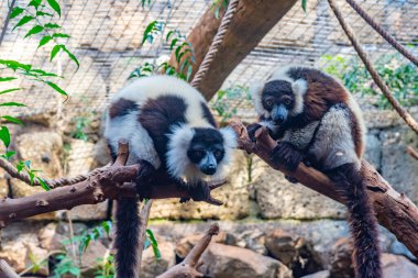 İspanya 'daki Tenerife, Kanarya Adaları' ndaki bir hayvanat bahçesinde siyah ve beyaz yakutlu lemur..