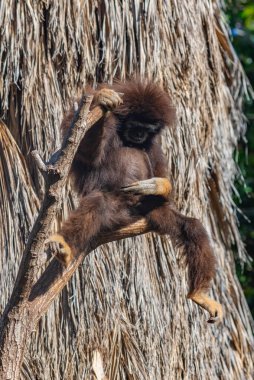 İspanya, Kanarya Adaları, Tenerife 'deki orman parkında beyaz elli bir şablon..