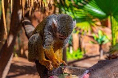 Tenerife, Kanarya Adaları 'ndaki maymun parkında beslenen sincap maymunu.
