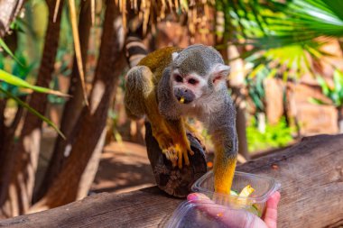 Tenerife, Kanarya Adaları 'ndaki maymun parkında beslenen sincap maymunu.