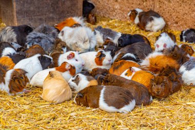 İspanya, Kanarya Adaları, Tenerife 'deki Maymun Parkı' nda kobay fareleri.