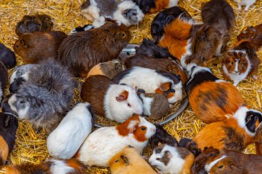 İspanya, Kanarya Adaları, Tenerife 'deki Maymun Parkı' nda kobay fareleri.
