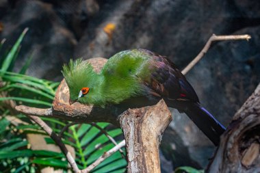 İspanya, Kanarya Adaları, Tenerife 'deki orman parkında beyaz yanaklı turako..