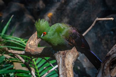 İspanya, Kanarya Adaları, Tenerife 'deki orman parkında beyaz yanaklı turako..