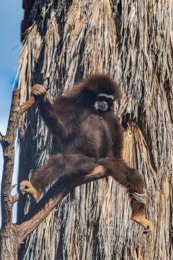 İspanya, Kanarya Adaları, Tenerife 'deki orman parkında beyaz elli bir şablon..