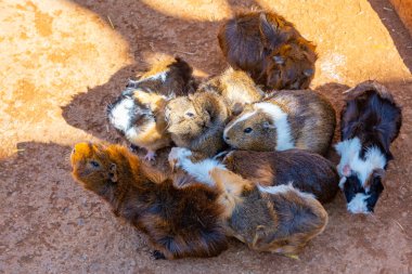 İspanya, Kanarya Adaları, Tenerife 'deki Maymun Parkı' nda kobay fareleri.